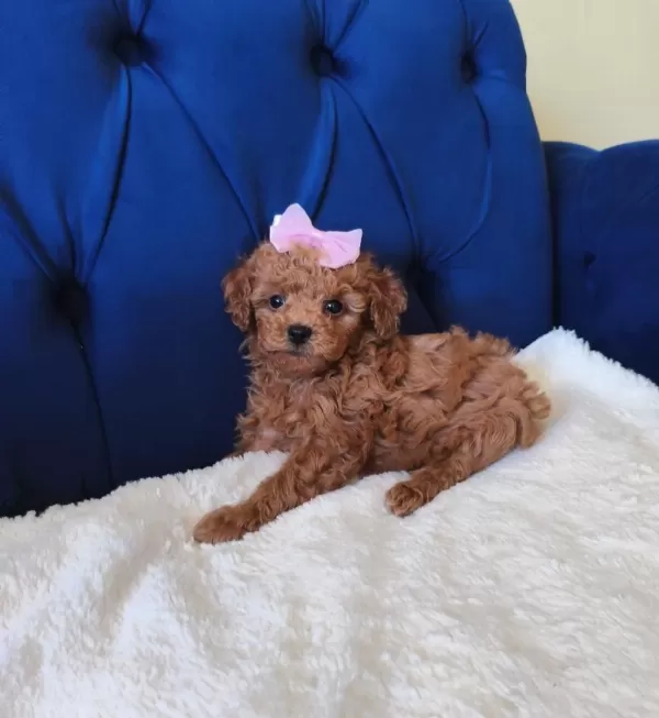 Red Toy Poodle Kızımız