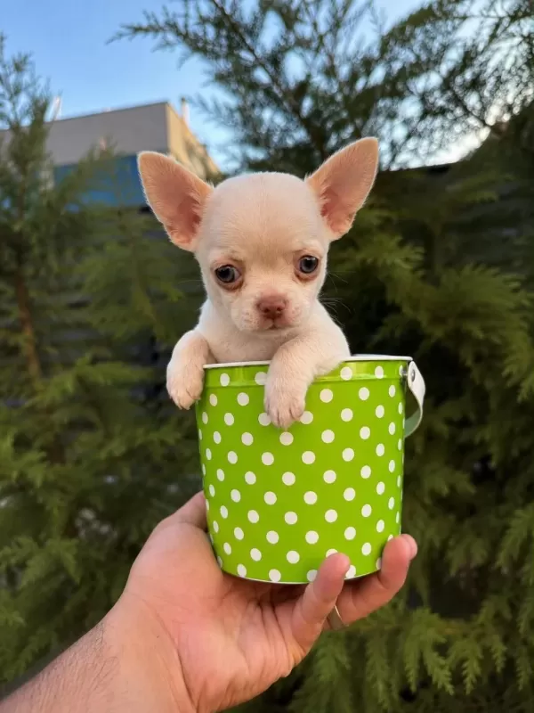 Oyuncak Gibi Mini Boy Wc Eğitimli Chihuahua