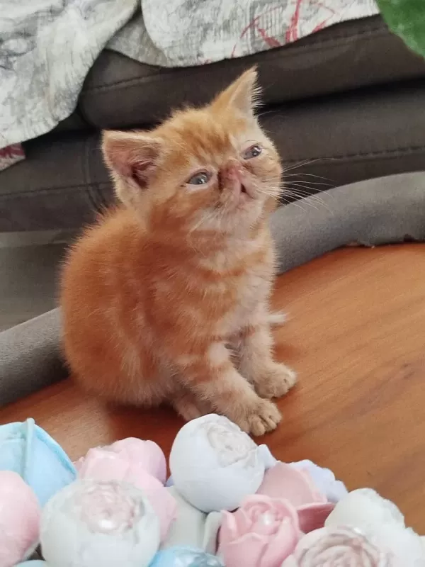 Son Kalan 2 Erkek Kedim