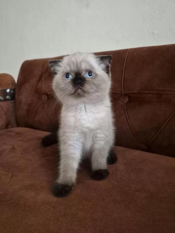 Scottish Fold Yavrumuza Yuva Arıyoruz