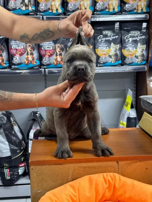 Kaliteli Cane Corso Yavrusu 50 Günlük