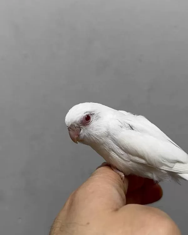 Forpus Yavru Papağanlarimizz Gönderim Sağlanir