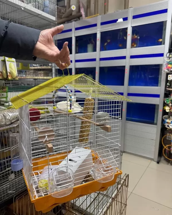 Forpus Yavru Papağanlarimizz Gönderim Sağlanir