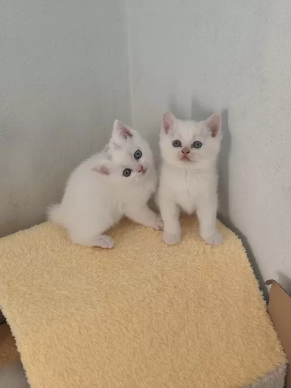 A Kalite Kedilerimiz Değerli Yuvalarını Arıyor