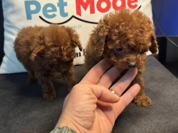 Petmode Köpek Çiftliğinde Ziyarete Açık Toy Poodle