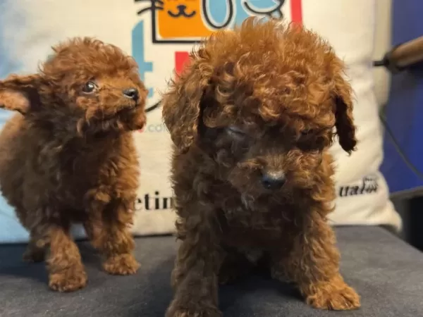 Petmode Köpek Çiftliğinde Ziyarete Açık Toy Poodle