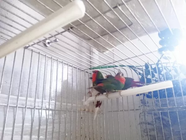 Lutino Taşiyici Parrotlar
