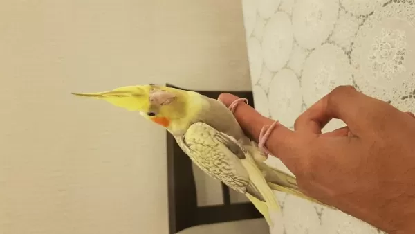 Yeni Yeme Düşmüş Sultan Papağanları