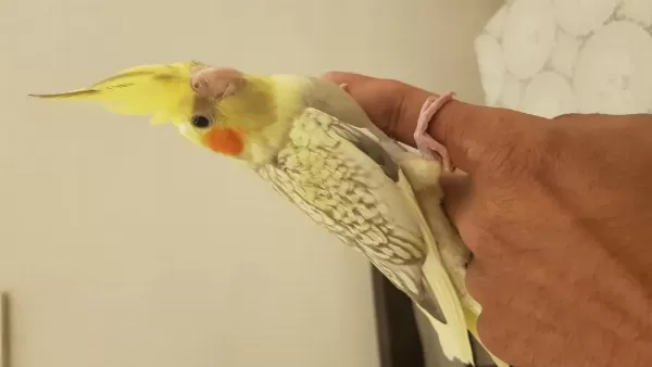 Yeni Yeme Düşmüş Sultan Papağanları