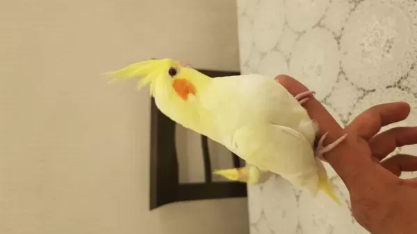 Yeni Yeme Düşmüş Sultan Papağanları