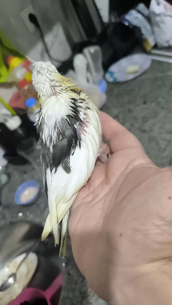 Sultan Yavruları 2 Aylik Ele Omuza Gelir Uygun Değildir