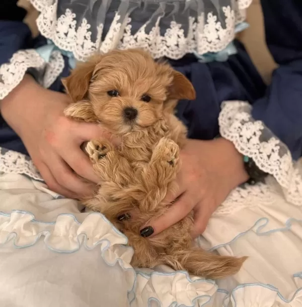 Sağlıklı Maltipoo Bebekleri