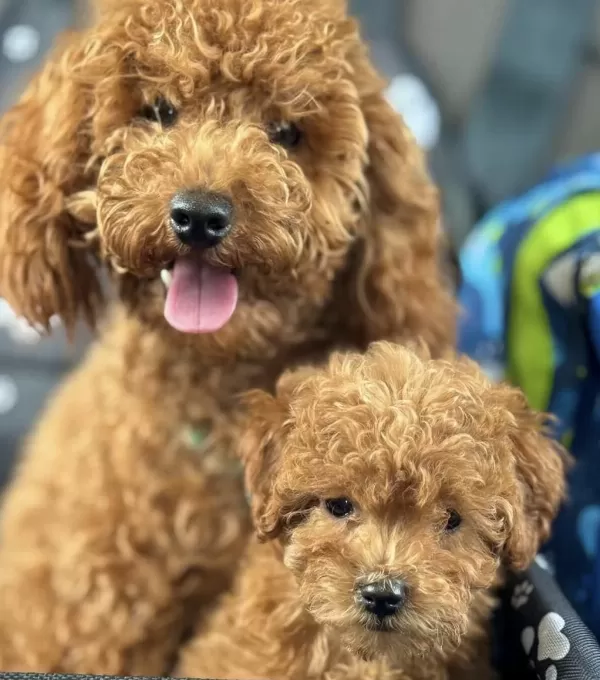 Toy Poodle Köpeklerimiz