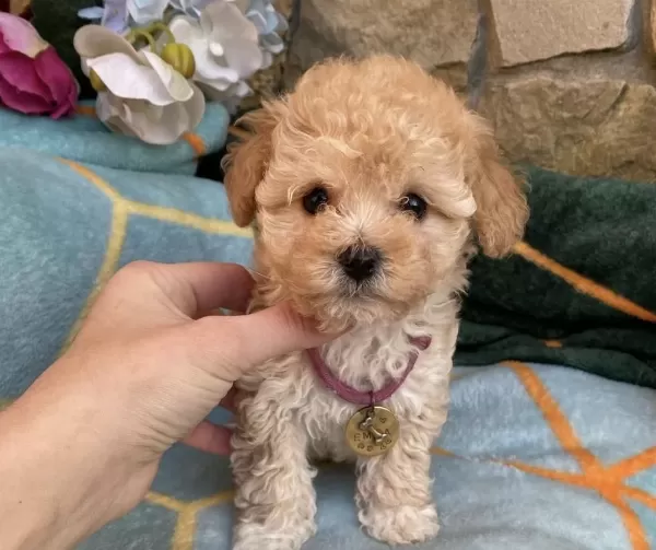 Maltipoo Yavrularımız Aşılı