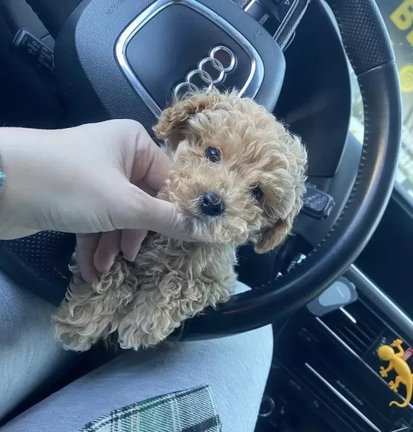 Maltipoo Yavrularımız Aşılı