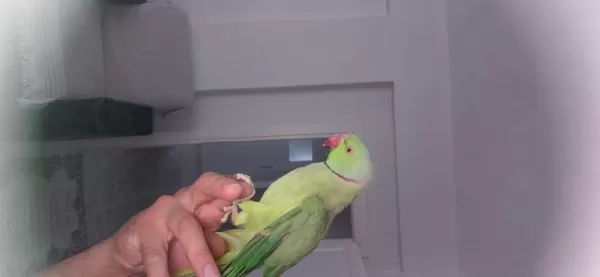 Pakistan Papağanı 11 Aylık Erkek