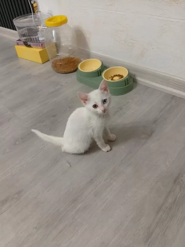 Sağlıklı 3 4 Aylık Kedimiz