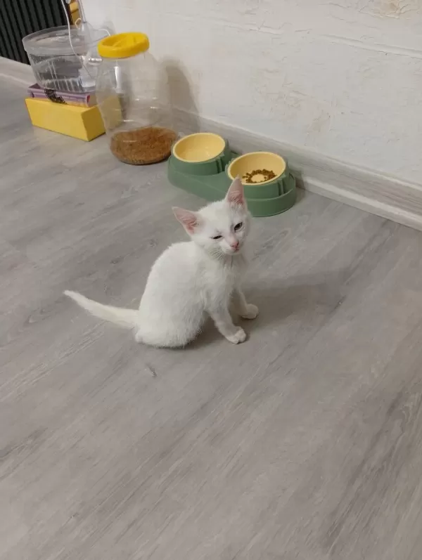 Sağlıklı 3 4 Aylık Kedimiz
