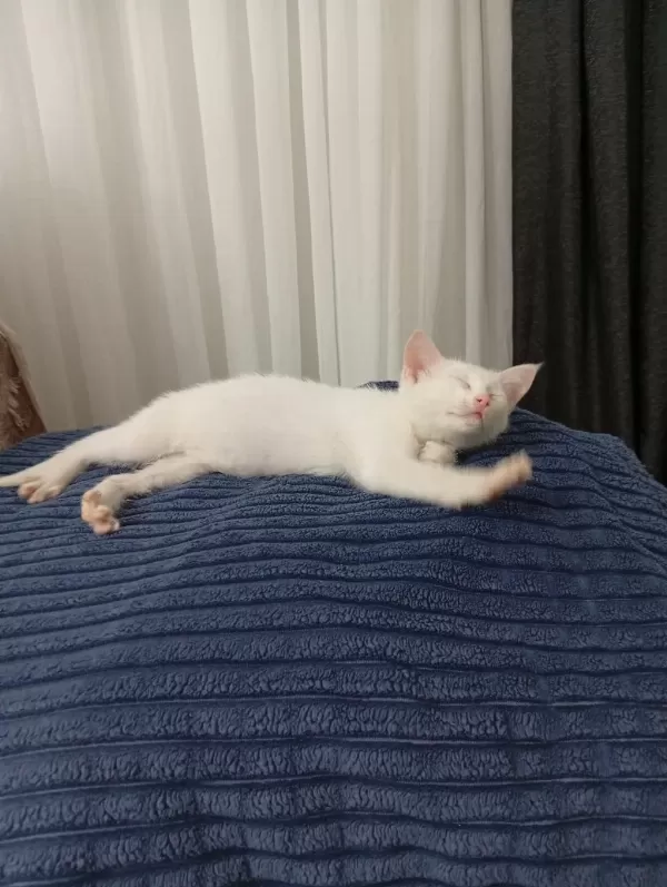 Sağlıklı 3 4 Aylık Kedimiz