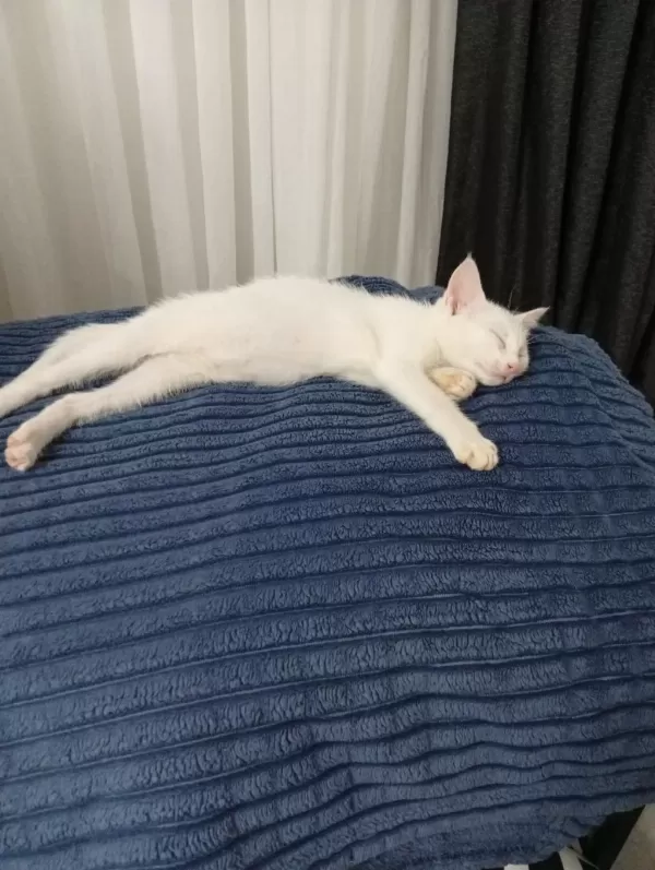 Sağlıklı 3 4 Aylık Kedimiz