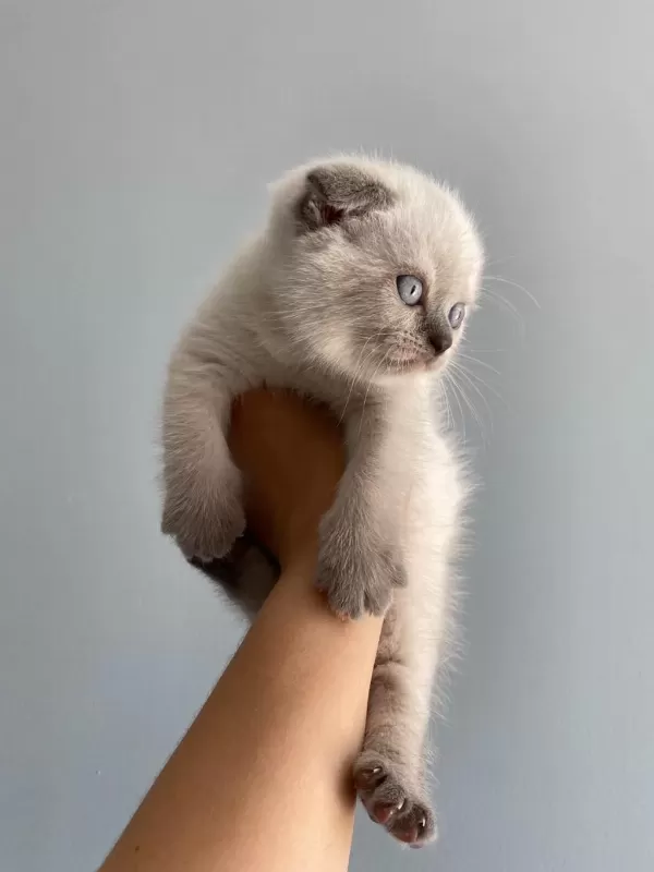 2 Aylık Scottish Fold