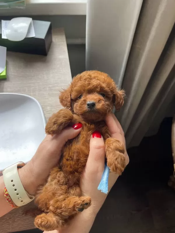 Sağlıklı Toy Poodle Bebekler
