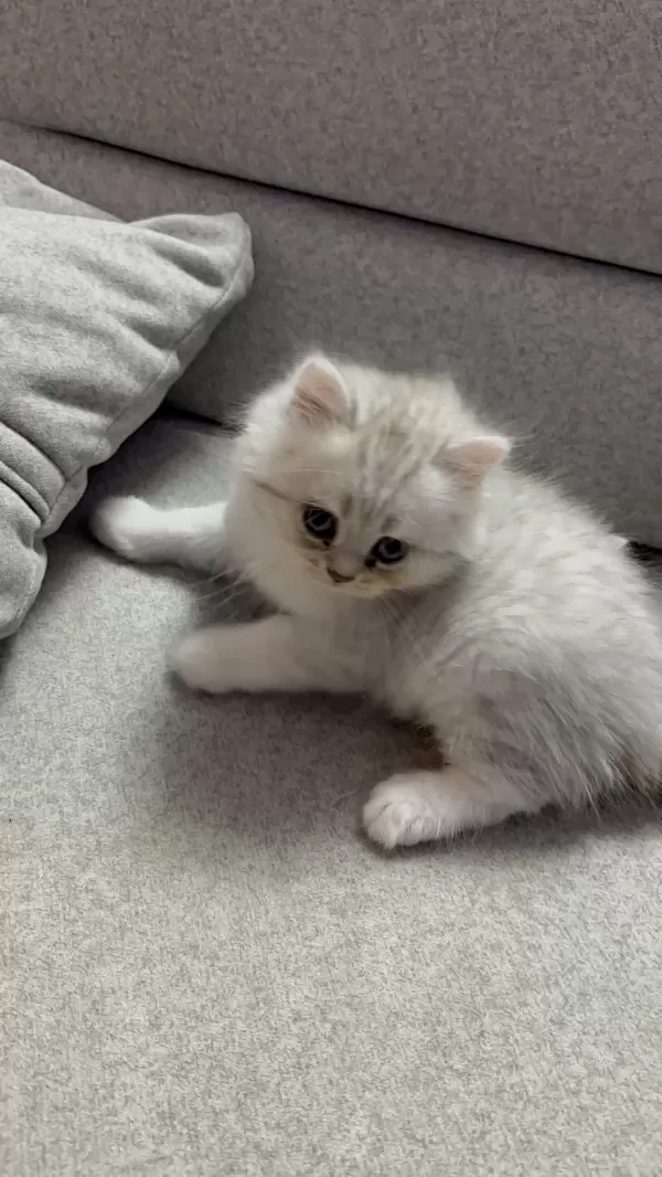 Sevimli Kardeş Kediler