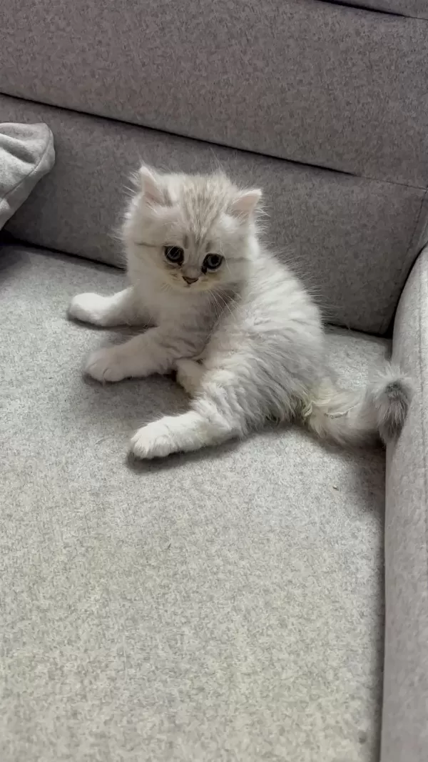 Sevimli Kardeş Kediler