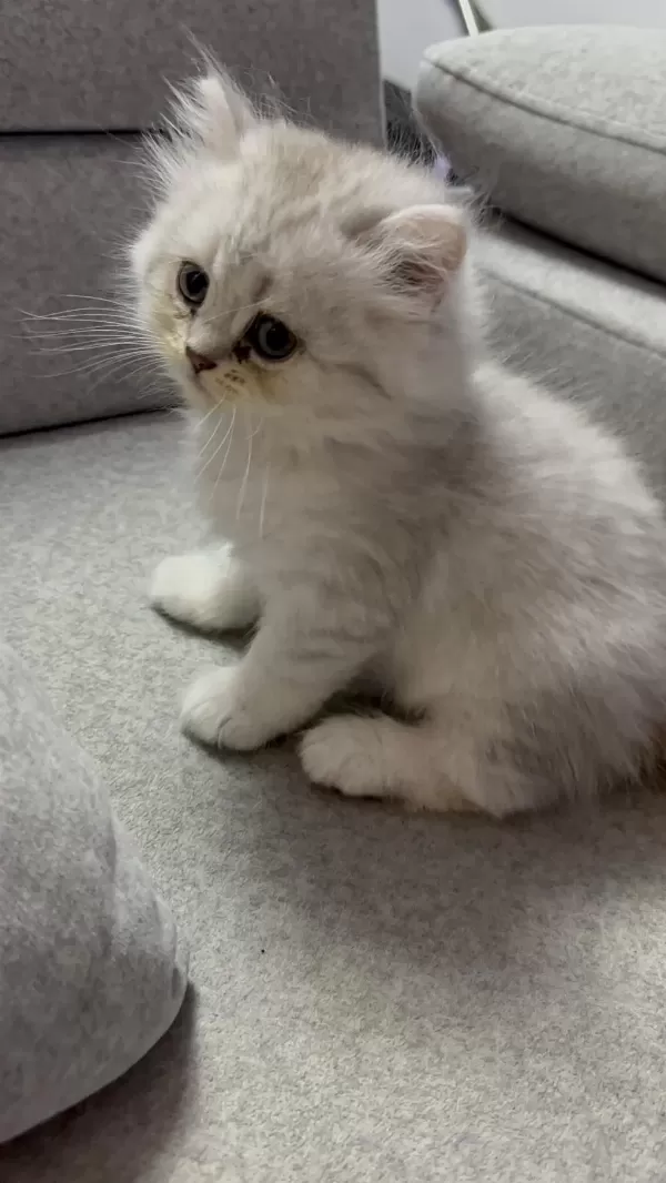 Sevimli Kardeş Kediler