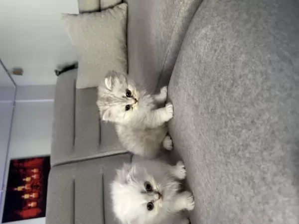 Sevimli Kardeş Kediler