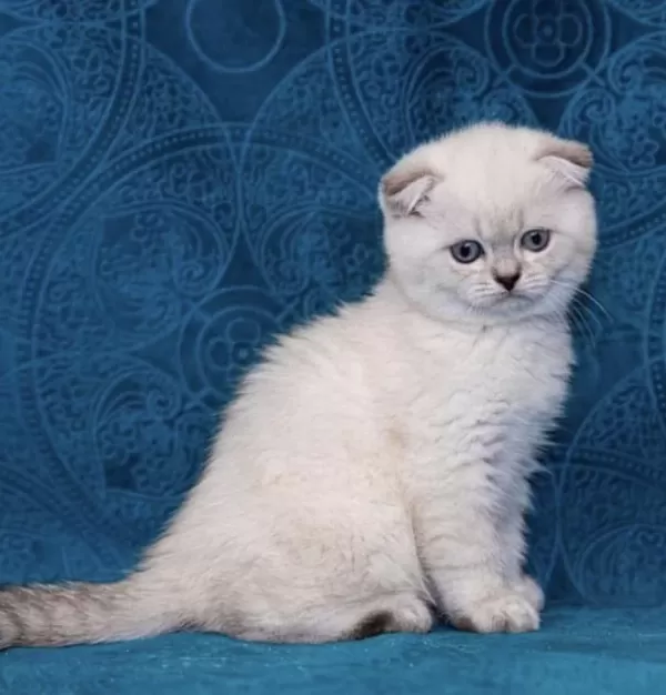 Scottish Fold Silver Yavrularim