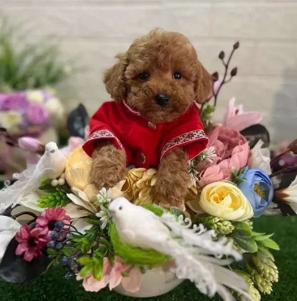 Toy Poodle Yavru Köpeklerimiz