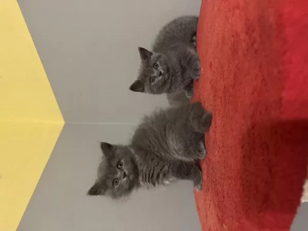 Safkan British Shorthair Yavrular