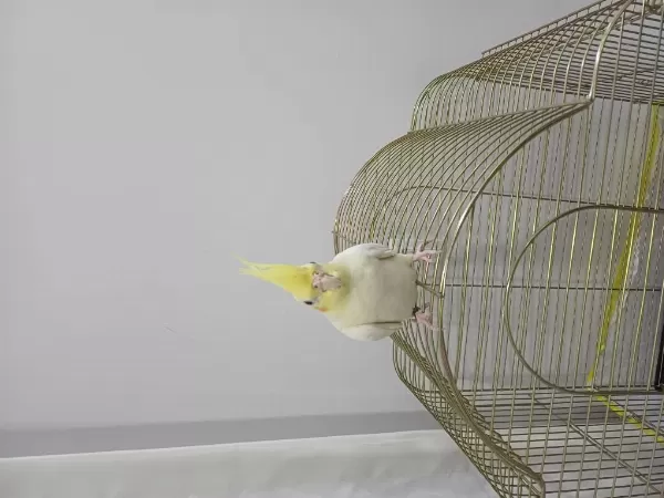 Lutino Sultan Papağanı