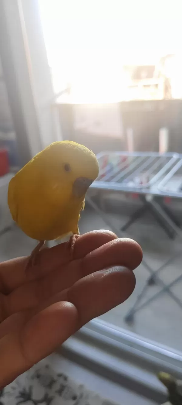 Muhabbet Kuşu Kafesiyle Birlikte