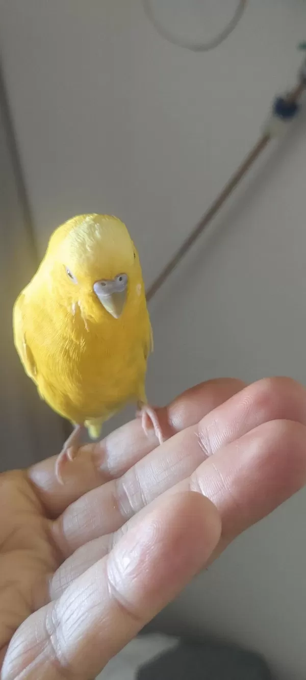 Muhabbet Kuşu Kafesiyle Birlikte