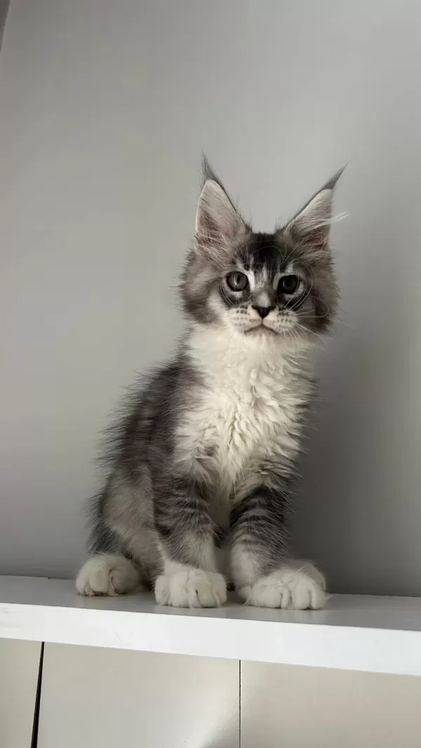 Minik Dev Maine Coon Prens Hiroşi