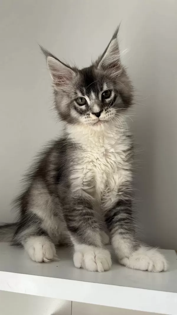 Minik Dev Maine Coon Prens Hiroşi