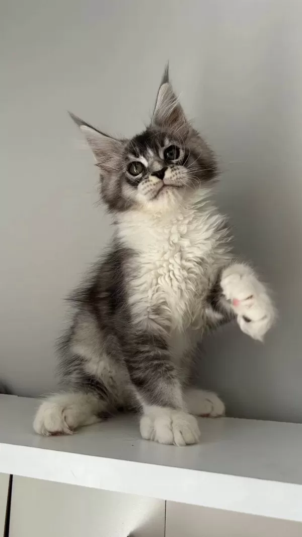 Minik Dev Maine Coon Prens Hiroşi