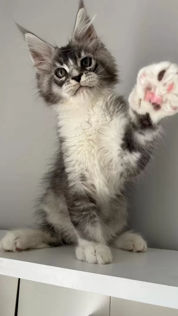 Minik Dev Maine Coon Prens Hiroşi