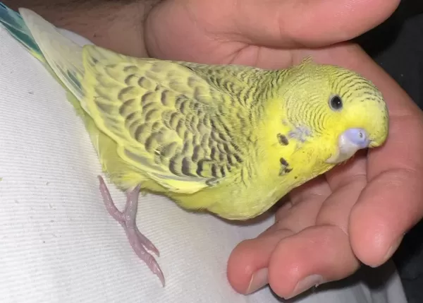2 Aylık El Besleme Erkek Jumbo Muhabbet Kuşu