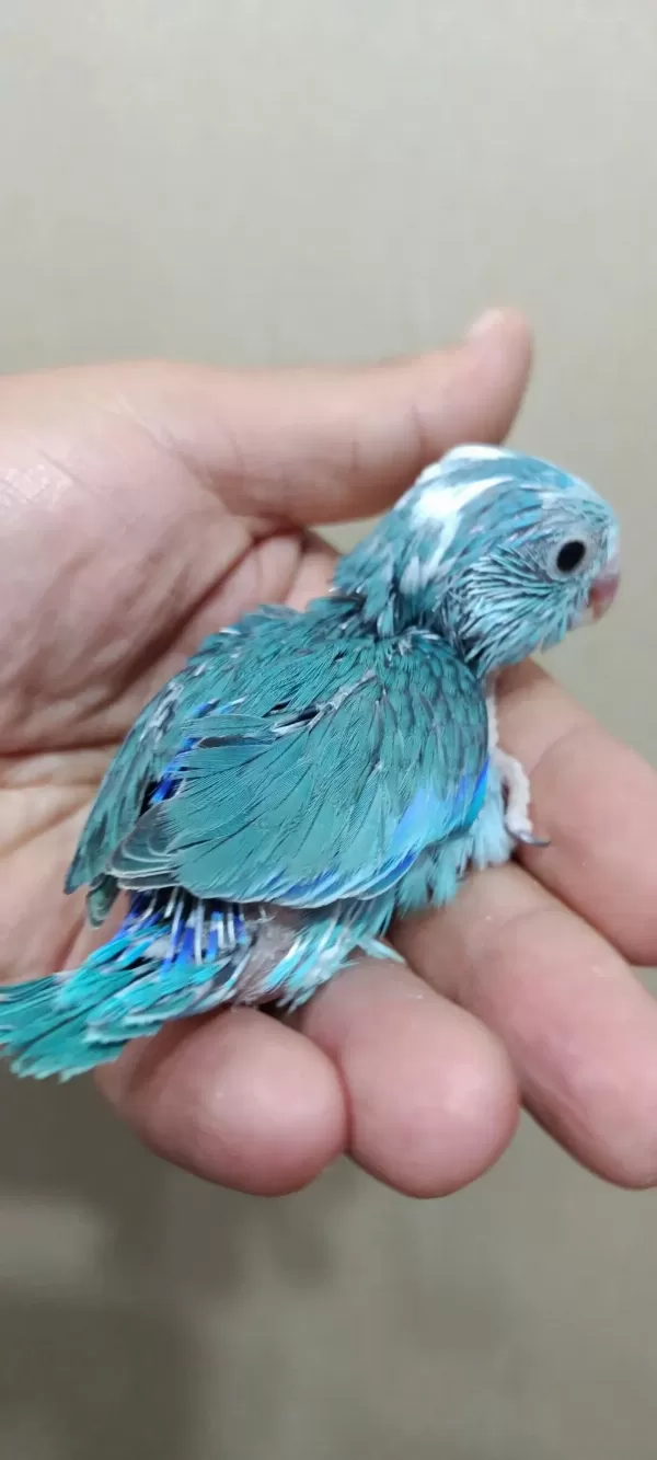 Pied Erkek Forpus Cep Papağanı