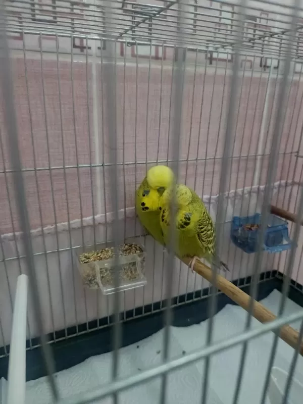 Şov Jumbo Takım Muhabbet Kuşu