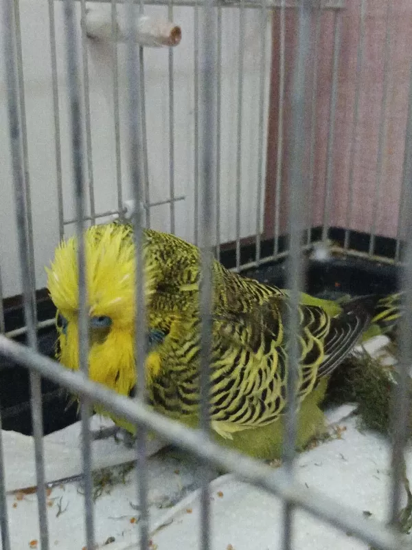 Şov Jumbo Takım Muhabbet Kuşu