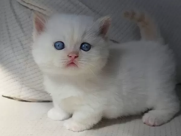Selanikli Cats Ayricaliği İle Muhteşem Kediler