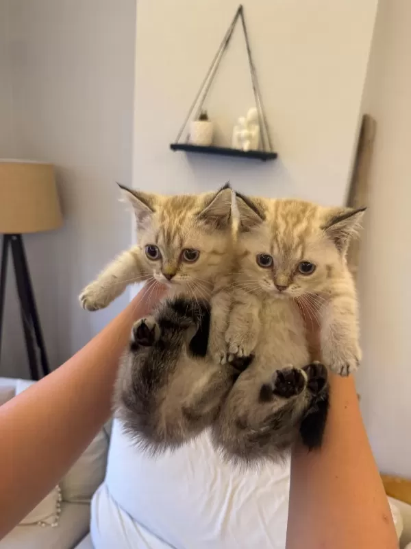 Selanikli Cats Ayricaliği İle Muhteşem Kediler