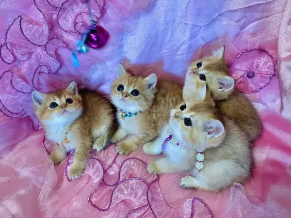 Selanikli Cats Ayricaliği İle Muhteşem Kediler