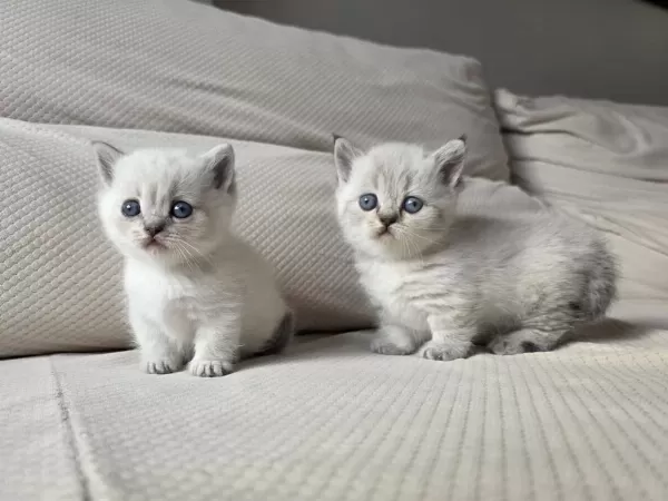 Selanikli Cats Ayricaliği İle Muhteşem Kediler