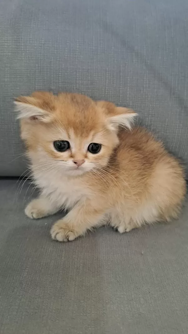 British Shorthair Golden Erkek Yavru