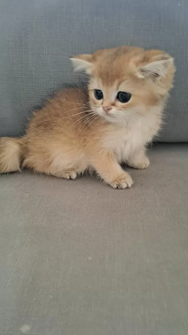 British Shorthair Golden Erkek Yavru
